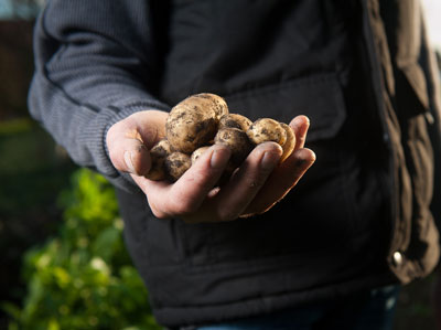 Farmer holding potatoes