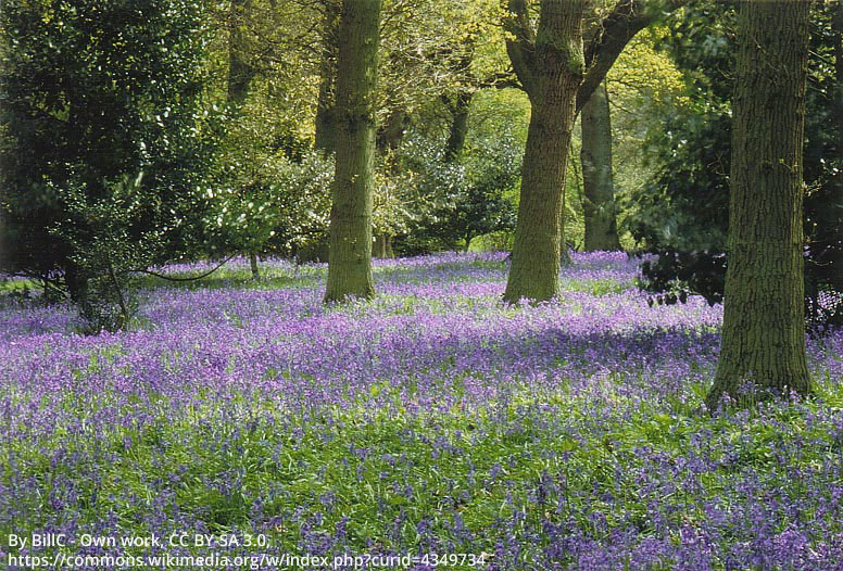 Bluebell woods