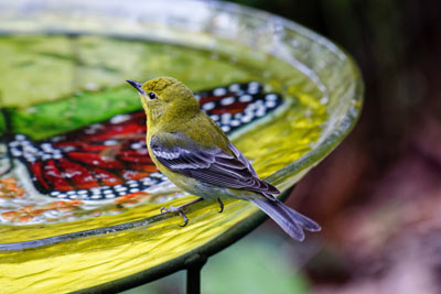 Garden bird on a bird bath