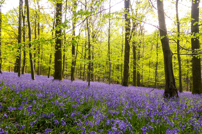 Escape to the forest: why we all benefit from reconnecting with nature ...