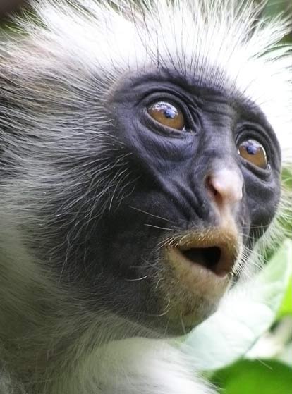 Primate endangered by climate change