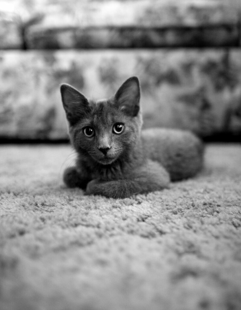 Cat sitting on carpet