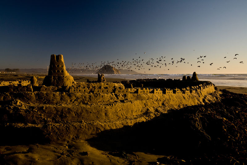 Birds flying over sandy beach