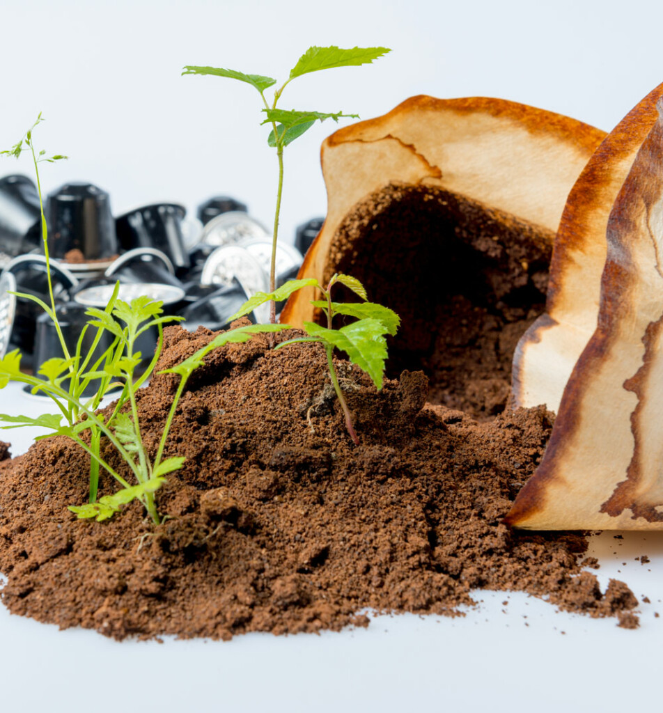 Coffee grounds used for growing plants