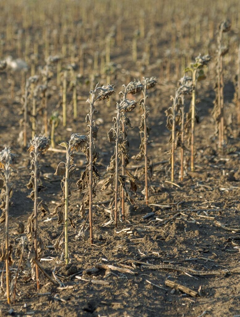 Failed crops in a brown field. Is climate change to blame for food shortages?