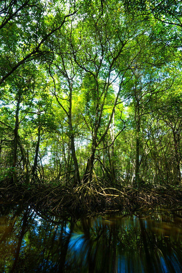 Mangrove forest, photo by Aldino Hartan Putra on Unsplash.com