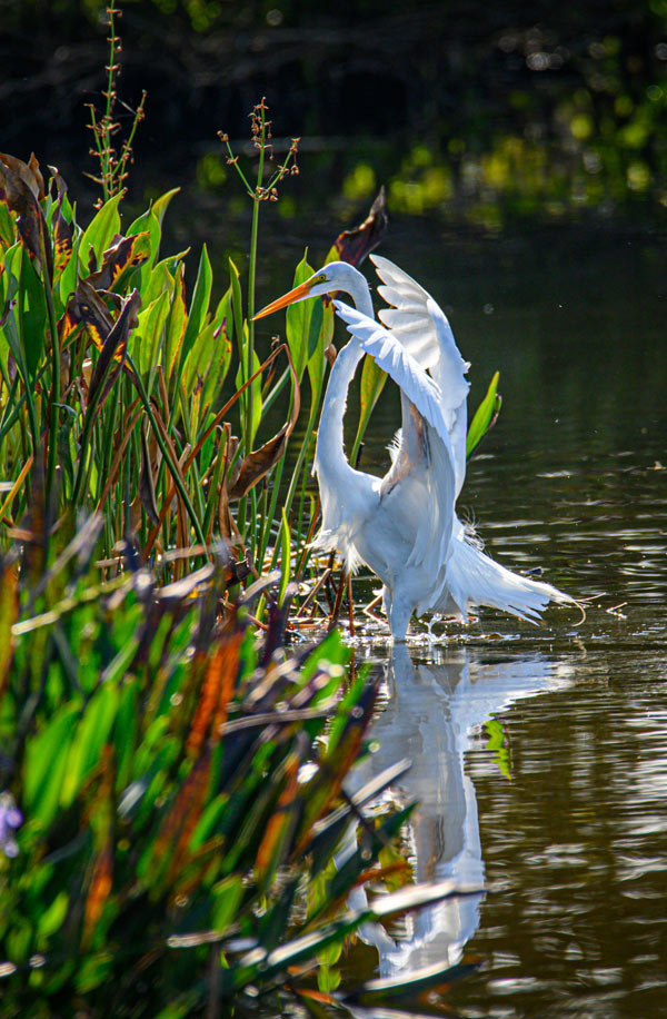 Bird in wetlands, Photo by Richard Sagredo on Unsplash.com