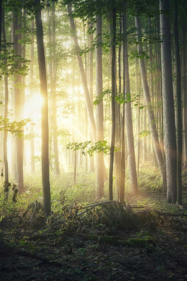 Forest trees, photo by Michael Krahn on Unsplash.com