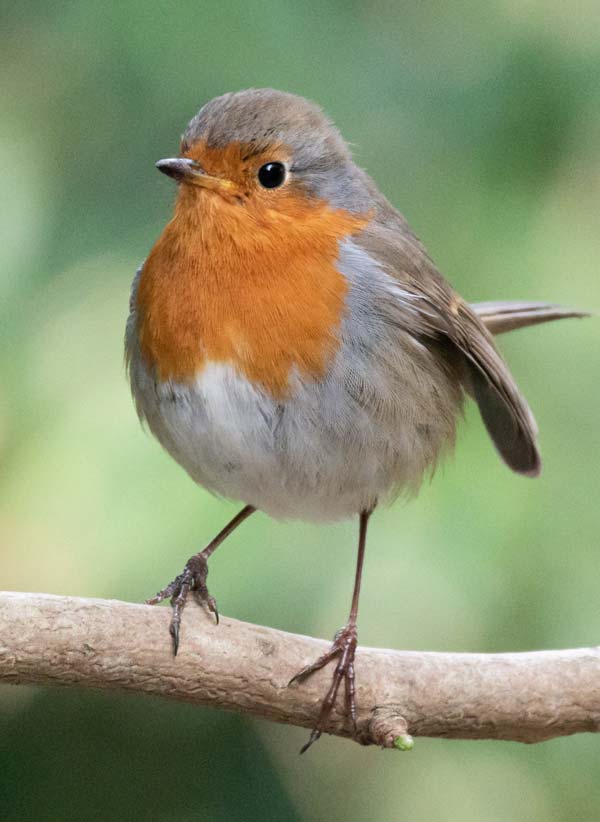British birds - robin