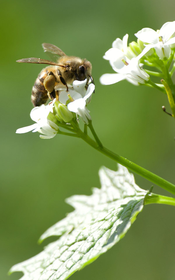 Bee on white flowers