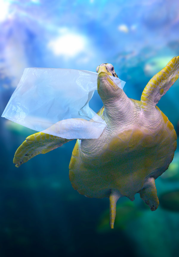 Turtle eating a plastic bag in the ocean