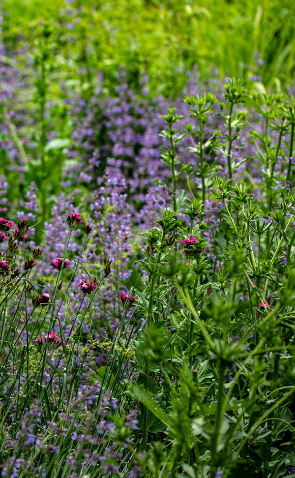 Wild flowers and grasses. Photo by Bernd Dittrich on Unsplash https://unsplash.com/photos/a-field-full-of-purple-flowers-and-green-grass-yDWerKF7RdA?utm_content=creditCopyText&utm_medium=referral&utm_source=unsplash
