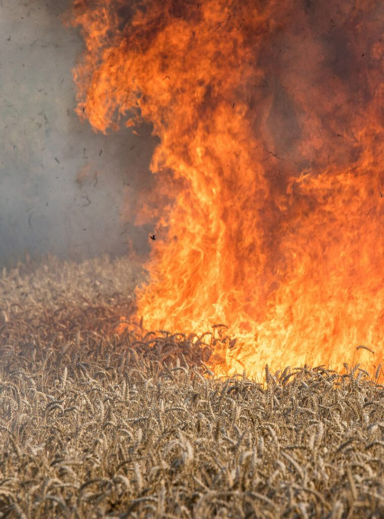 Wheat crop destroyed by wildfire