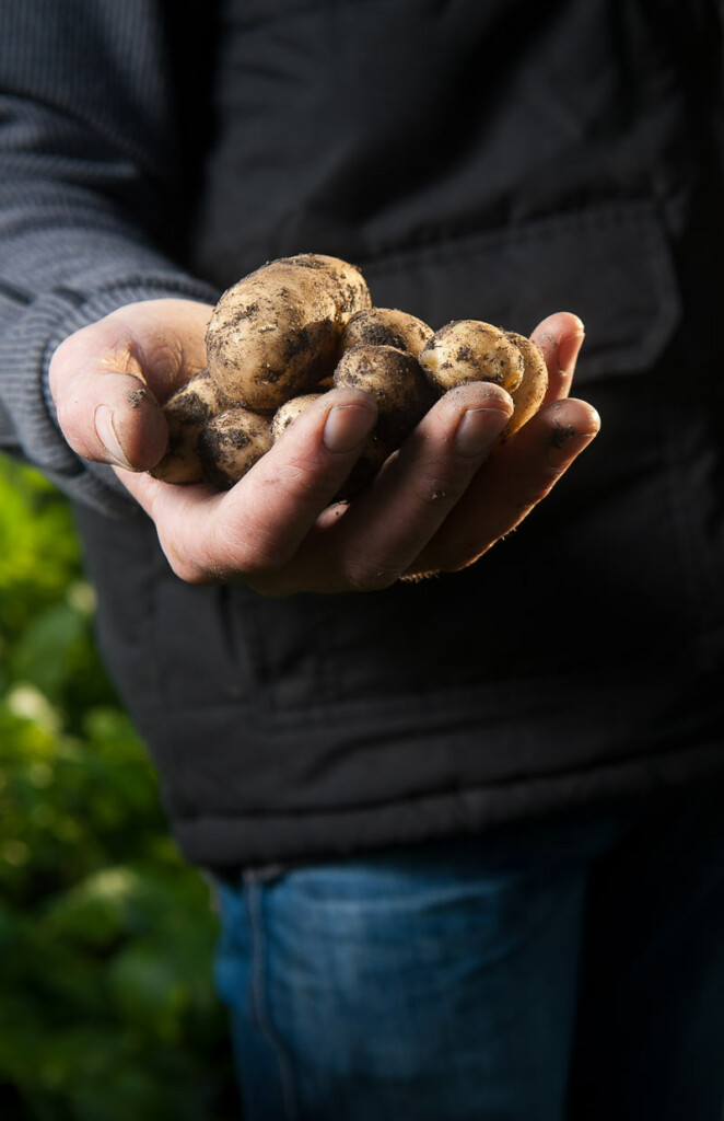 Farmer holding potatoes.  Image: agence-producteurs-locaux-damien-kuhn-97729-unsplash